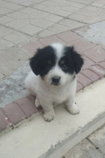 it qovan aparat: Pekines, 1 ay, Dişi, Peyvəndli, Ödənişli çatdırılma — 3