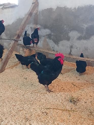 toyuq sumatra: Austrolopr xoruzlar satilir.tam saglamdir — 2