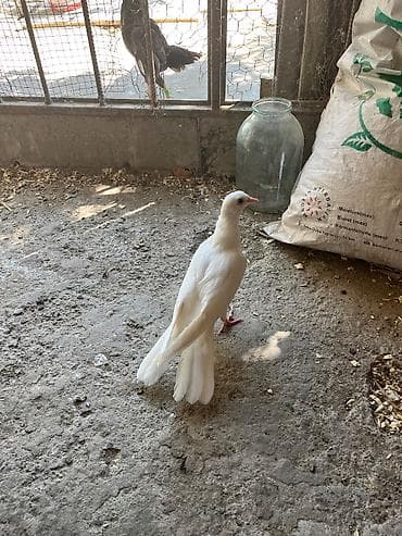 goyercin bazari: Ata ana bir balalar haça quyrug — 2