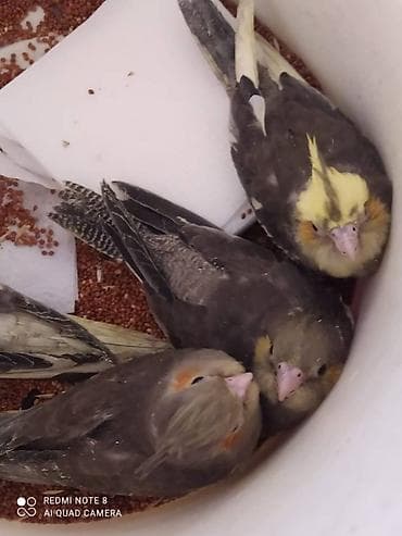 it aliram bakida: Salam. Diqqet alarken temizliye fikir verin///////// sultan adi ile — 10