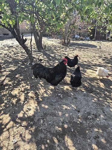 xoruz satişi: Xoruz, il: 1 — 2