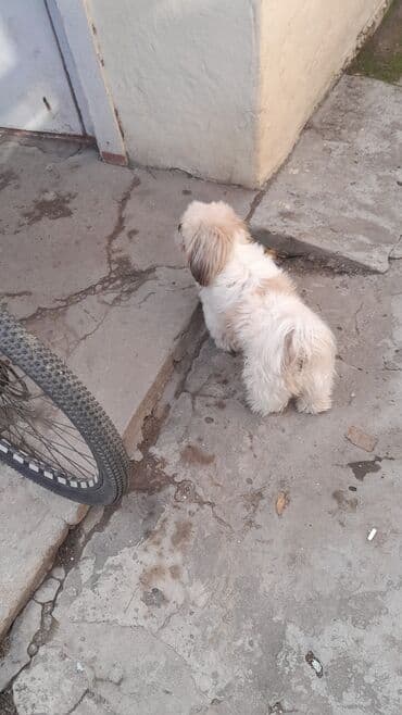 джек рассел терьер баку: Ши-тцу, 4 года, Самец, Для вязки — 3