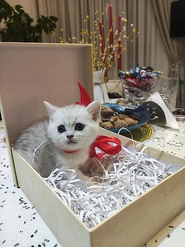 pişiy: Şotland — 4