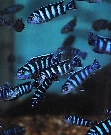 Digər heyvanlar: Cixlid balığı, Yırtıcı — 2