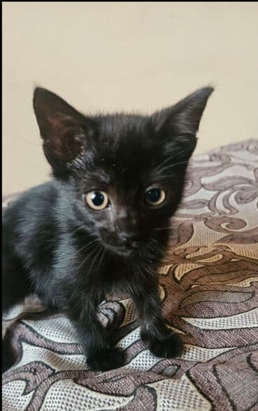 приют для собак баку: Самка, В добрые руки, Бесплатная доставка — 1