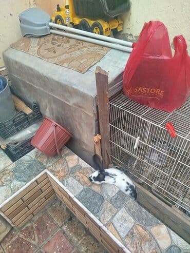 su qabı: Dovşan qəfəsi və dovşanlar - Məhsul: metal qəfəs və bir neçə ev — 2