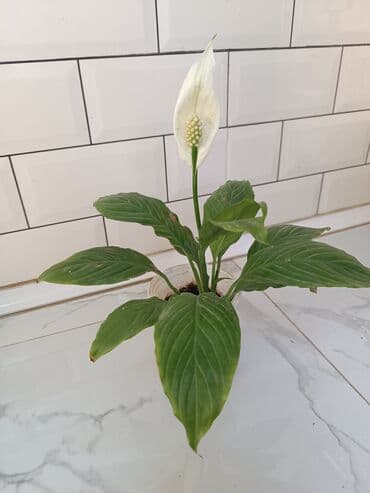 spatifilium: Otaq bitkiləri dəsti Şəkillərdəki bitkilər: - Spathiphyllum (Sülh — 4