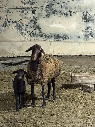 сколько стоит собака бу: 1ci qarin dişi balaile — 1