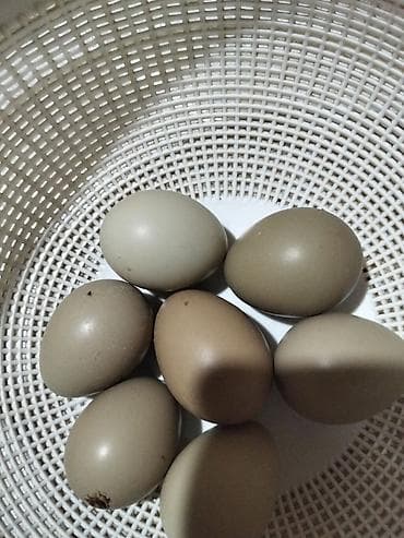 Молочные продукты и яйца: Mayalı Qafqaz ve rumın qırqovul yumurtasi - Rəngi: açıq-qəhvəyi və — 2