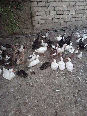 Утки: Sesli ördek

Çox alana 7manat azaz 8mdı — 3