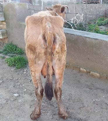 Mal-qara: Dişi, il: 2, 100 kq, Südlük, Ünvandan götürmə, Ödənişli çatdırılma — 3