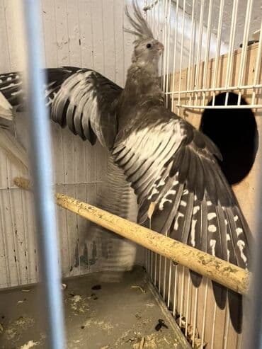 İtlər: Yuvadan yeni cixib,atasi ag anasi qariwig,ele oyretmeyin vaxtidi — 3