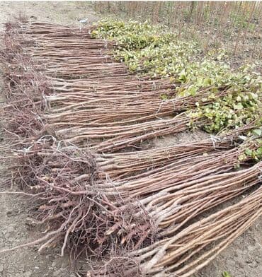 zeytun satışı: Ərik Tingləri . "Saglam Tinglər Saglam Bagçiliqin Təminatidir"🌱 Yeni — 14