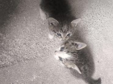 pişik yem: Tabbi, Yaxşı əllərə — 2