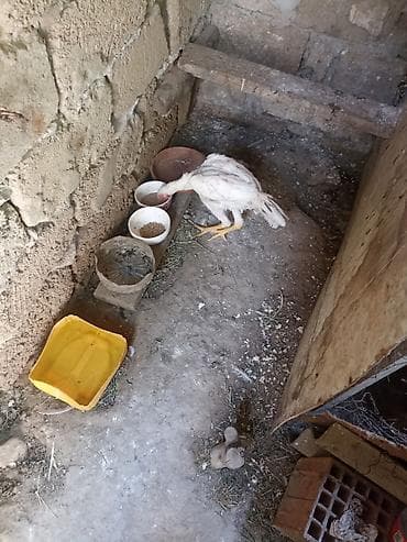 cuce ve xoruz temsili: Salam Ayaqnada problem var çətin gəzir parterdə eləyərəm dimdiyi və — 2