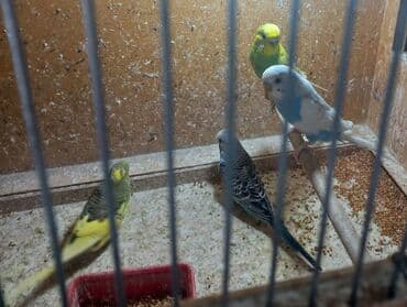 geref quşu: Say çoxdur. gel seç istedin quşu al ünvan Hövsan. şeklini şeç yeni — 2