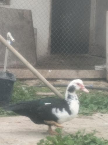 yeher satisi: Lal ördək satılır — 1