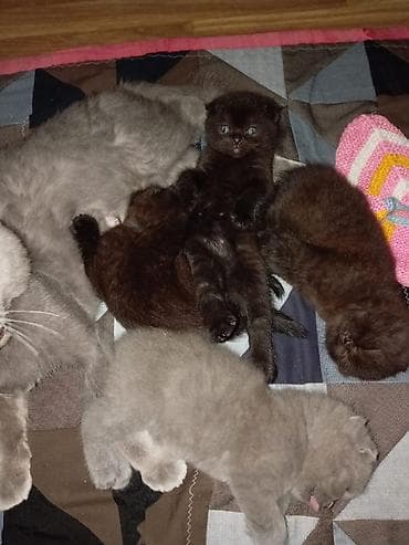 Şotland yastı qulaq, Erkək, Dişi, Yaxşı əllərə, Ünvandan götürmə, Pulsuz çatdırılma, Ödənişli çatdırılma