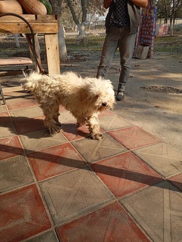 Akvariumlar: Pudel — 7