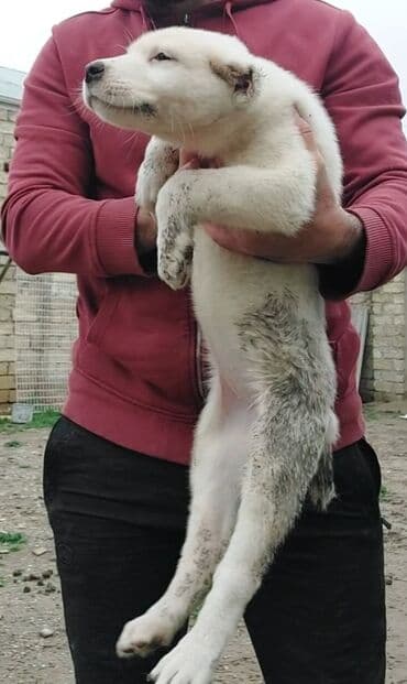 приют для животных в баку адрес: Самка, С прививками — 10