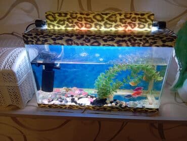 akvaryum balıqı: Akvaryum komplekti - Şüşə akvaryum, təxminən 25–35 litr (təxmini — 1