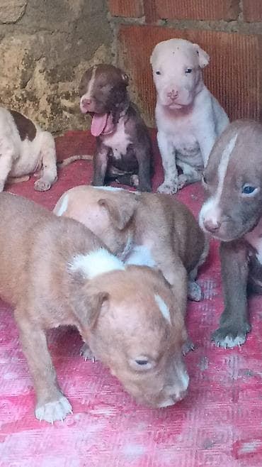 it pitbull: Pitbul, Peyvəndli — 3