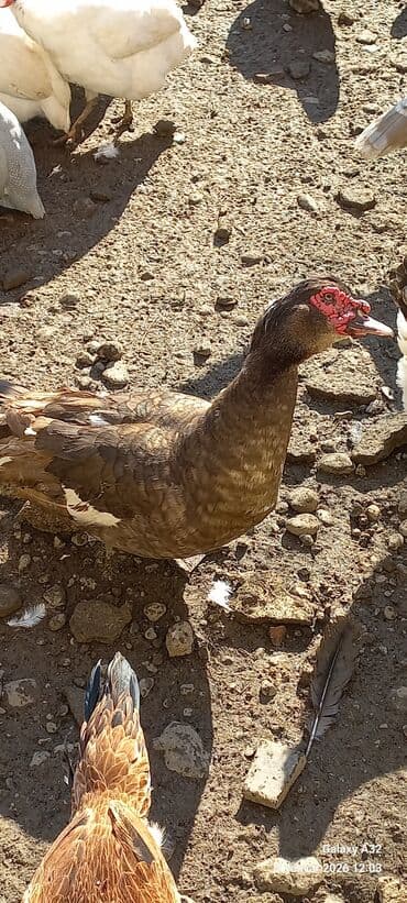 qaz ördəy: Tam sağlam cavan Krasnadar lal ördək satılır.Cut 80 azn.Unvan Lənkəran — 1