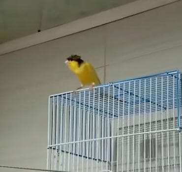 hind quşu baximi: Bülbül ərkək fevralda 1 yaşı oldu oxyur seçilmiş damazliq quşdu Sarı — 5