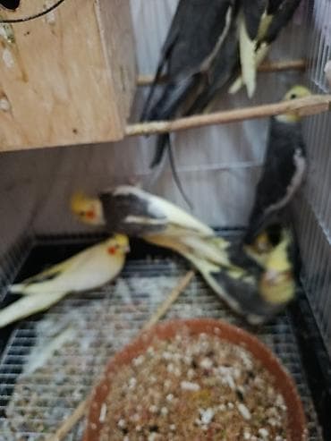 Nimfa (Cockatiel) papağanları – müxtəlif rənglər - Növ: Nimfa