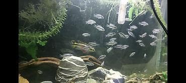 akvarium baliq: Tetra balığı, Sülhsevər — 1