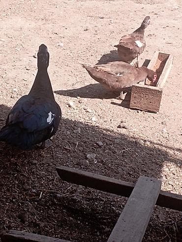 lal ördey: Musk ördəkləri dəsti – 1 erkək və 2 dişi - Cins: Musk (indo-ördəyi) — 5