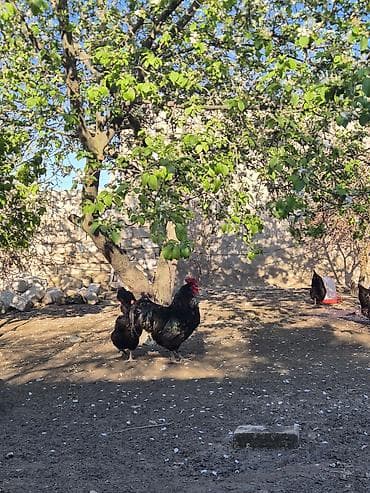 xoruz adlari: Xoruz, il: 1, Ödənişli çatdırılma — 4