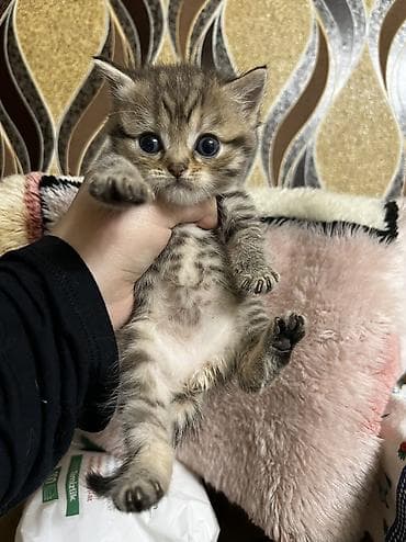 Gəmiricilər: Şinşilla, Ünvandan götürmə — 1