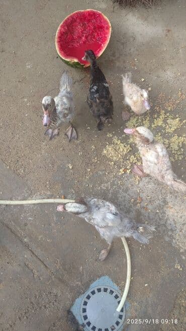 ördək balası satışı: Məhsul: Ördək balaları (6 ədəd) Təsvir: - Şəkillərdə müxtəlif rəng — 8