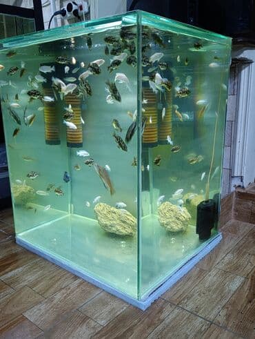 аквариум купить: Akvarium sifarişnen yıgır! Изготовление аквариумов на заказ! Ancaq — 2