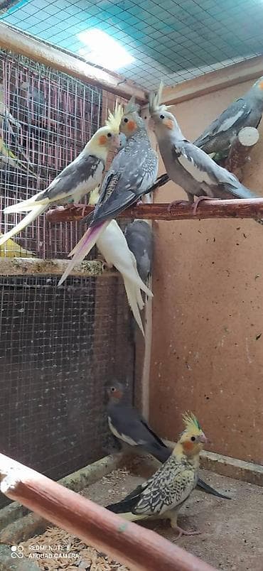 Salam. Karella adi ile taninmis olan quslar satilir'yaslari 1ay 15