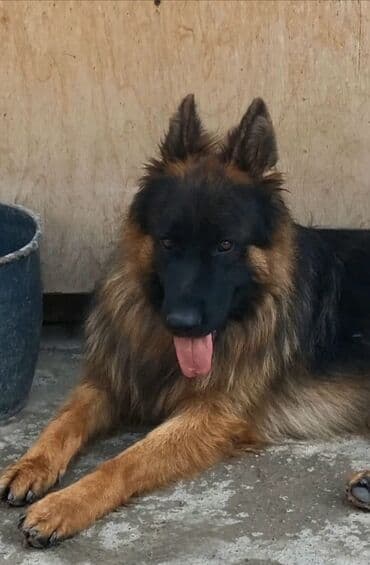 Gəmiricilər: Ana ve Ata burda paylasilib tam orginal cins disi balamiz son bir dene — 6