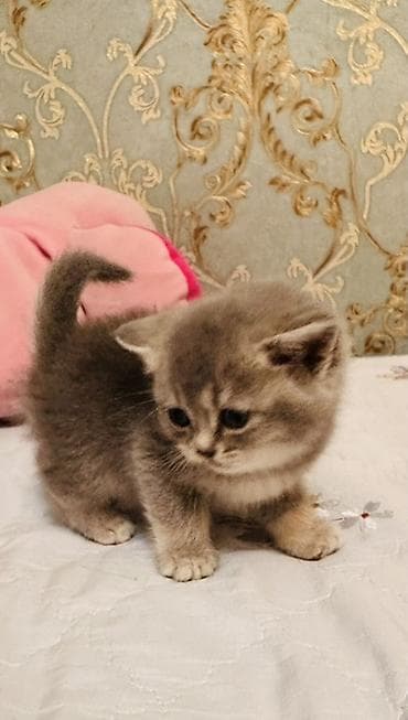 pisik cutlesme: Britan — 2