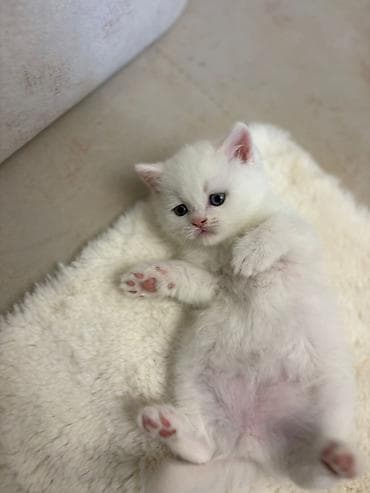 heyvan geyimi: Britan, Erkək, Dişi, Yaxşı əllərə, Pulsuz çatdırılma — 4