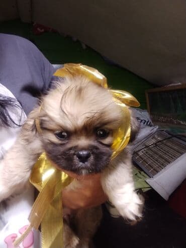 liqorin toyuğu: Balaca, oyuncaq ölçülü balalar – qısa burunlu, iri, parlaq gözlü və — 1