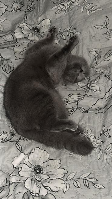 siyan pişik: Şotland yastı qulaq — 3