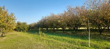 Gübrələr: Goranboy rayonu, Hazırəhmədli kəndində yerləşən 2 hektar meyvə bağı — 11