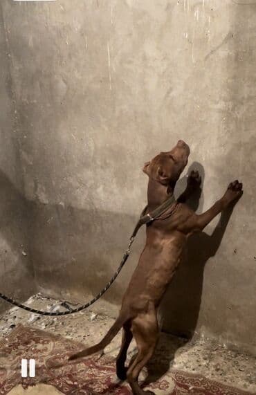 xaski erkek: Pitbul, Erkek — 2