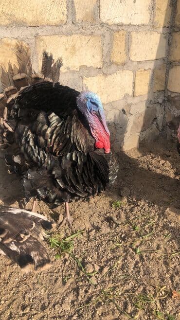 Quşlar: Erkək, Kanada, Damazlıq — 2