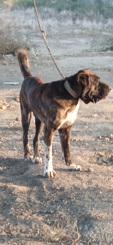 собака отдам в хорошие руки: Гурдбасар, 3 годa, Самец, С прививками, Платная доставка — 9