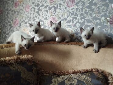 котенок в добрые руки: Сиамская, Платная доставка — 1