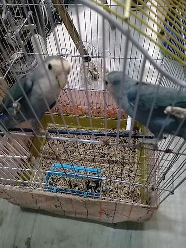 Fişerlər cütdülər bala alınıb tam sağlam vatsap 055 840 28 10 unvan