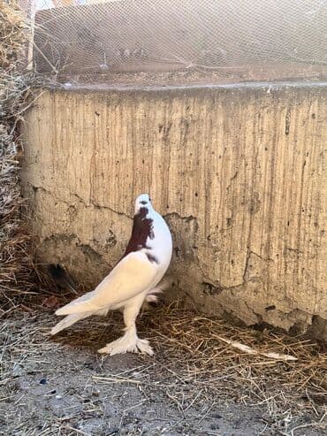 ucuz goyərcinlər: Məhsul: Qanadlı ev heyvanı – saqqallı, lələkləri ayaqlı bəzəkli — 4