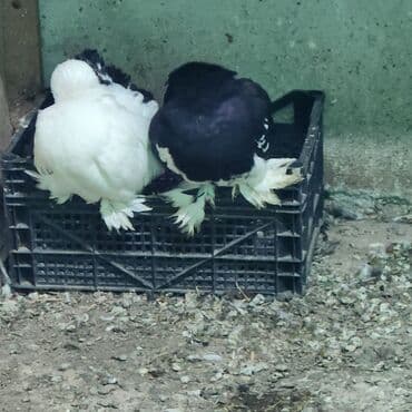 göyercin: Cins göyərçinlər – 2 ədəd - Növ: bəzək/şou tipli tüklü-pəncəli — 2