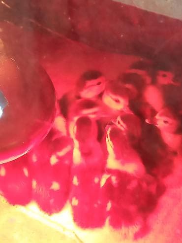 0303,2026 maskoviski lal ördək balası satılır ünvan lənkarandı — 4